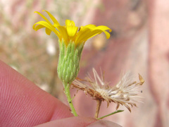 Heterotheca cinerascens