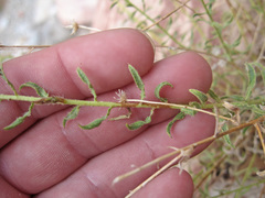 Heterotheca cinerascens