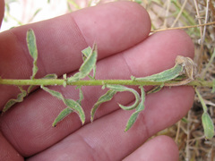 Heterotheca cinerascens