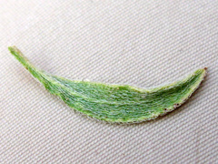 Heterotheca cinerascens