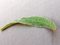 Heterotheca cinerascens