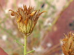 Heterotheca cinerascens