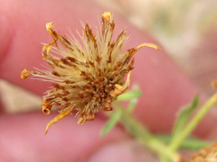 Heterotheca cinerascens