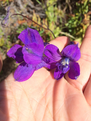 Delphinium variegatum variegatum