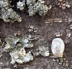 Succinea indiana
