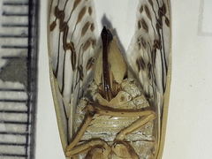 Tympanoterpes elegans