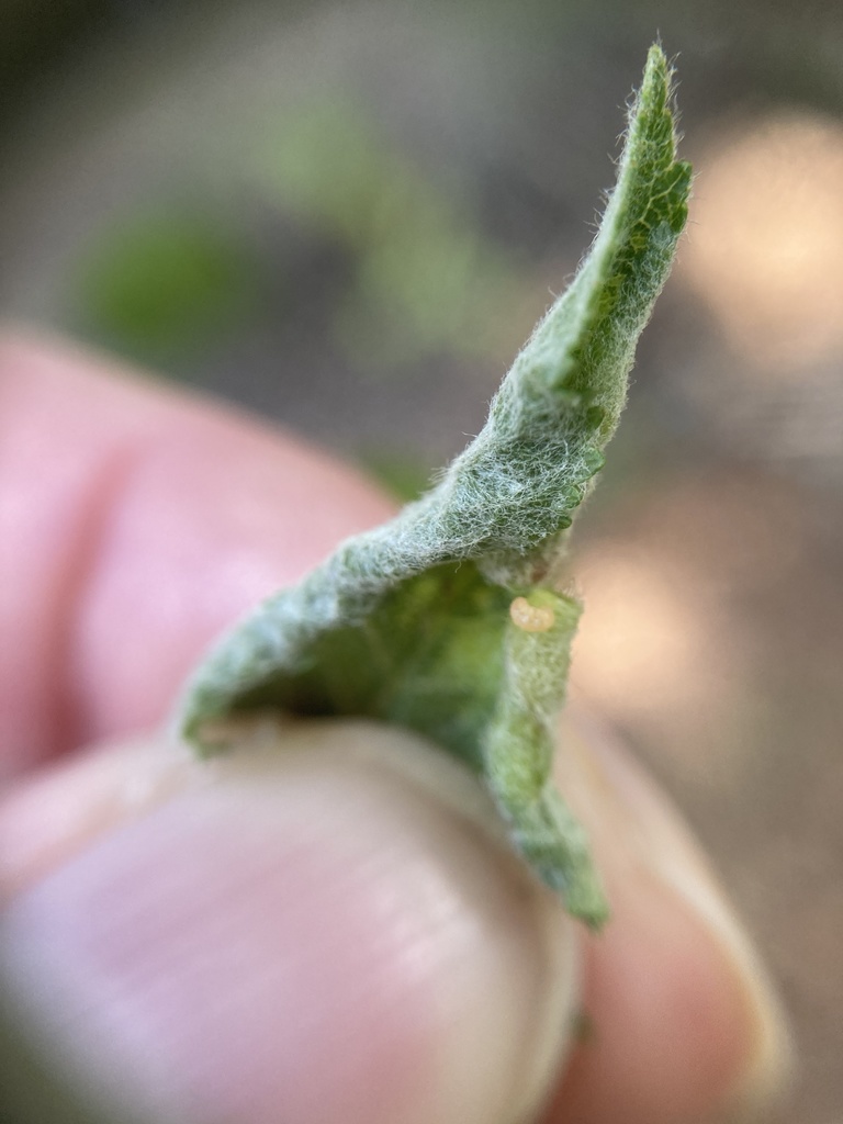 apple leaf midge
