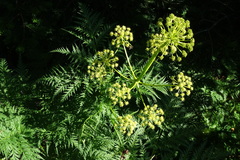 Molopospermum peloponnesiacum