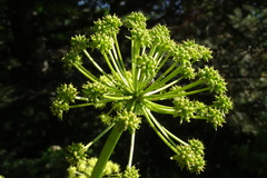 Molopospermum peloponnesiacum