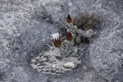 Image of Helichrysum retortum by (c) Tony Rebelo, some rights reserved (CC BY-SA)