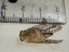 Tympanoterpes elegans