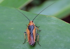 Ellipsidion bicolor
