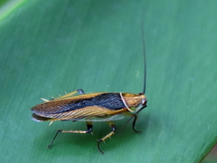 Ellipsidion bicolor
