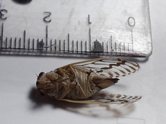 Tympanoterpes elegans