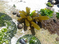 Splachnidium rugosum