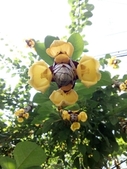 Gmelina philippensis