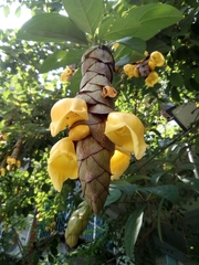 Gmelina philippensis