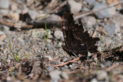 Polygonia oreas