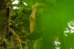 Furnariinae