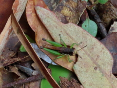 Methiolopsis geniculata