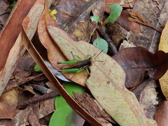 Methiolopsis geniculata