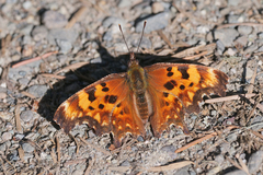 Polygonia oreas