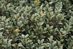 Myrica