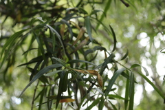 Podocarpus salignus