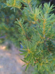 Podocarpus laetus × Podocarpus nivalis