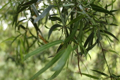 Podocarpus salignus