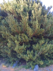 Podocarpus laetus × Podocarpus nivalis