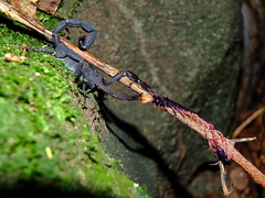 Tityus obscurus