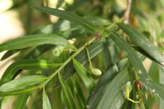 Podocarpus salignus