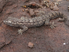Hemidactylus brasilianus