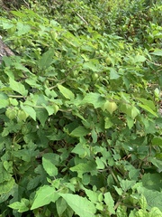 Physalis grisea