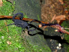 Tityus obscurus