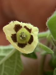 Physalis grisea