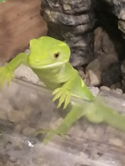 Naultinus punctatus
