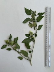 Physalis grisea