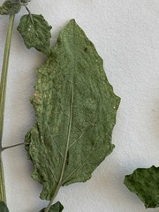 Physalis grisea