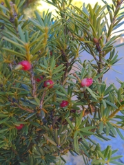 Podocarpus laetus × Podocarpus nivalis