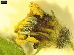Physalis grisea
