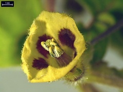 Physalis grisea