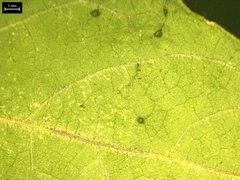Physalis grisea