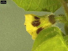 Physalis grisea