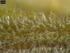 Physalis grisea