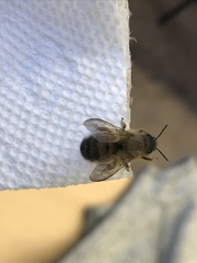 Osmia cornifrons