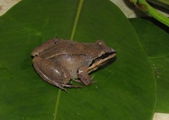 Leptodactylus mystaceus