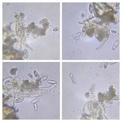 Stichotricha