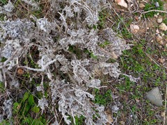 Echium angustifolium